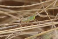 Pseudochorthippus parallelus