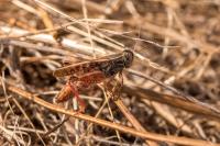 Calliptamus italicus