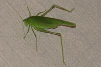 Phaneroptera