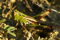 Stenobothrus lineatus