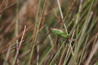 Conocephalus dorsalis
