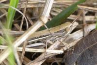 Euchorthippus elegantulus