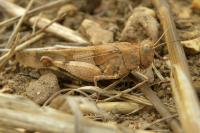 Oedipoda caerulescens
