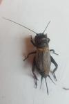Gryllus campestris