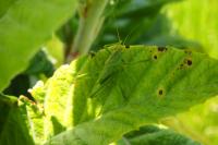 Tettigonia viridissima