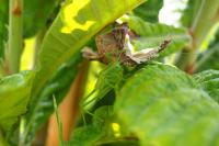 Tettigonia viridissima