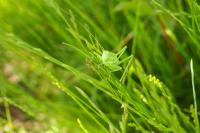 Tettigonia viridissima