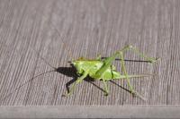 Tettigonia viridissima