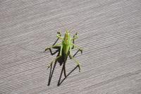 Tettigonia viridissima