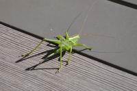 Tettigonia viridissima