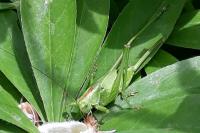 Tettigonia viridissima