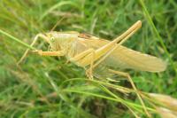 Tettigonia viridissima