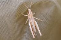 Euchorthippus elegantulus