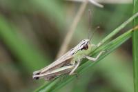 Pseudochorthippus parallelus