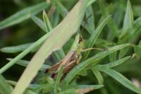 Pseudochorthippus parallelus