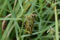 Stethophyma grossum