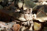 Oedipoda caerulescens