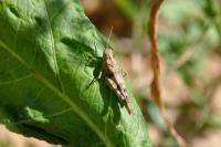 Oedipoda caerulescens
