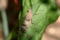 Oedipoda caerulescens