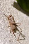 Pholidoptera griseoaptera