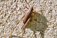 Pholidoptera griseoaptera