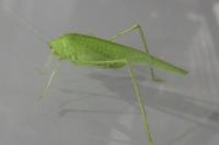 Phaneroptera