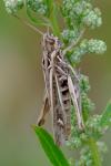 Chorthippus