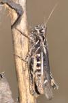 Chorthippus