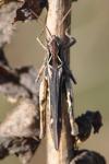 Chorthippus