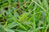Phaneroptera