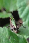 Chorthippus