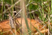 Gomphocerippus biguttulus