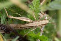 Euchorthippus elegantulus