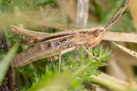 Euchorthippus elegantulus