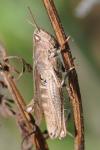 Chorthippus