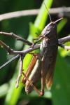 Chorthippus dorsatus