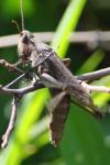Chorthippus dorsatus