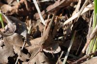 Aiolopus strepens
