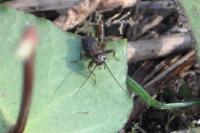 Nemobius sylvestris
