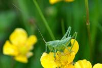 Tettigonia viridissima