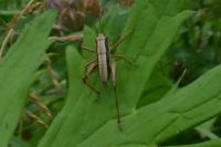 Pholidoptera griseoaptera