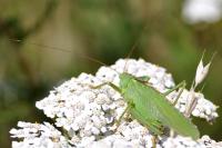 Tettigonia viridissima