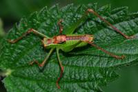 Leptophyes punctatissima