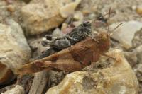 Oedipoda caerulescens