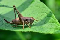 Pholidoptera griseoaptera