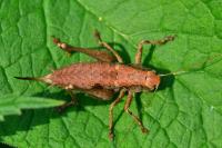 Pholidoptera griseoaptera