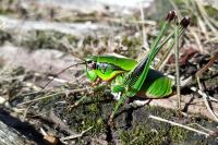 Eupholidoptera tyrrhenica