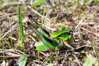 Eupholidoptera tyrrhenica