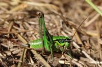 Eupholidoptera tyrrhenica