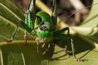 Eupholidoptera tyrrhenica